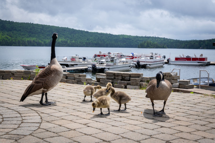 souvenir_real-masse_48 Outardes sur le quai de la pourvoirie Au Pays de Réal Massé dans Lanaudière